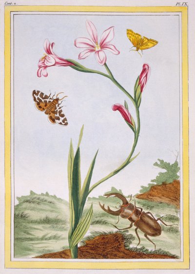 イクシア（肌色のイクシア）とクワガタ、1776年頃（手塗りの彫刻） 作： Pierre Joseph Buchoz